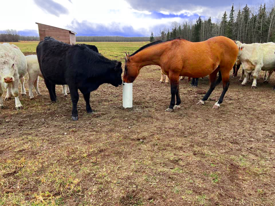 Cattle & horse drinking from Drinking Post