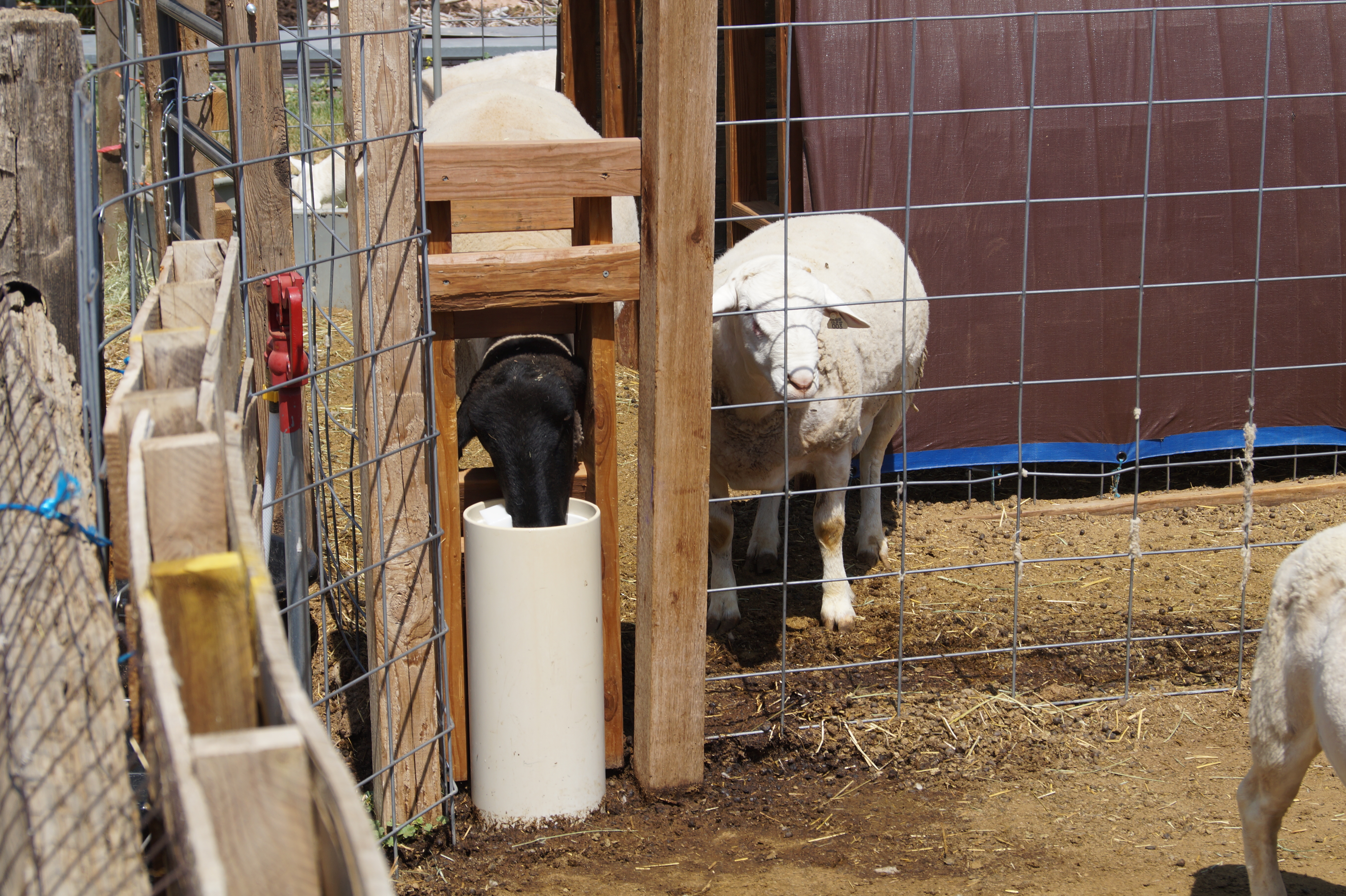 Sheep drinking from Drinking Post in a fence line