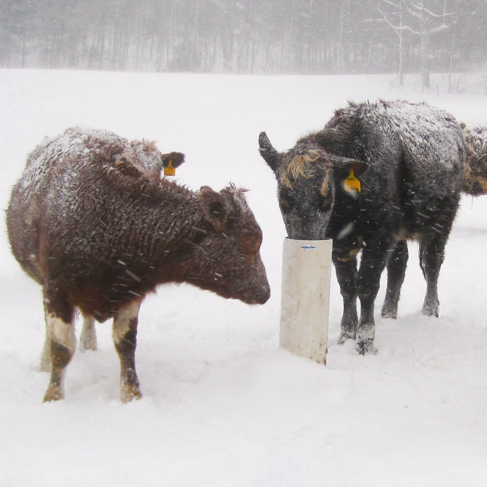 Cattle drinking from Drinking Post in winter