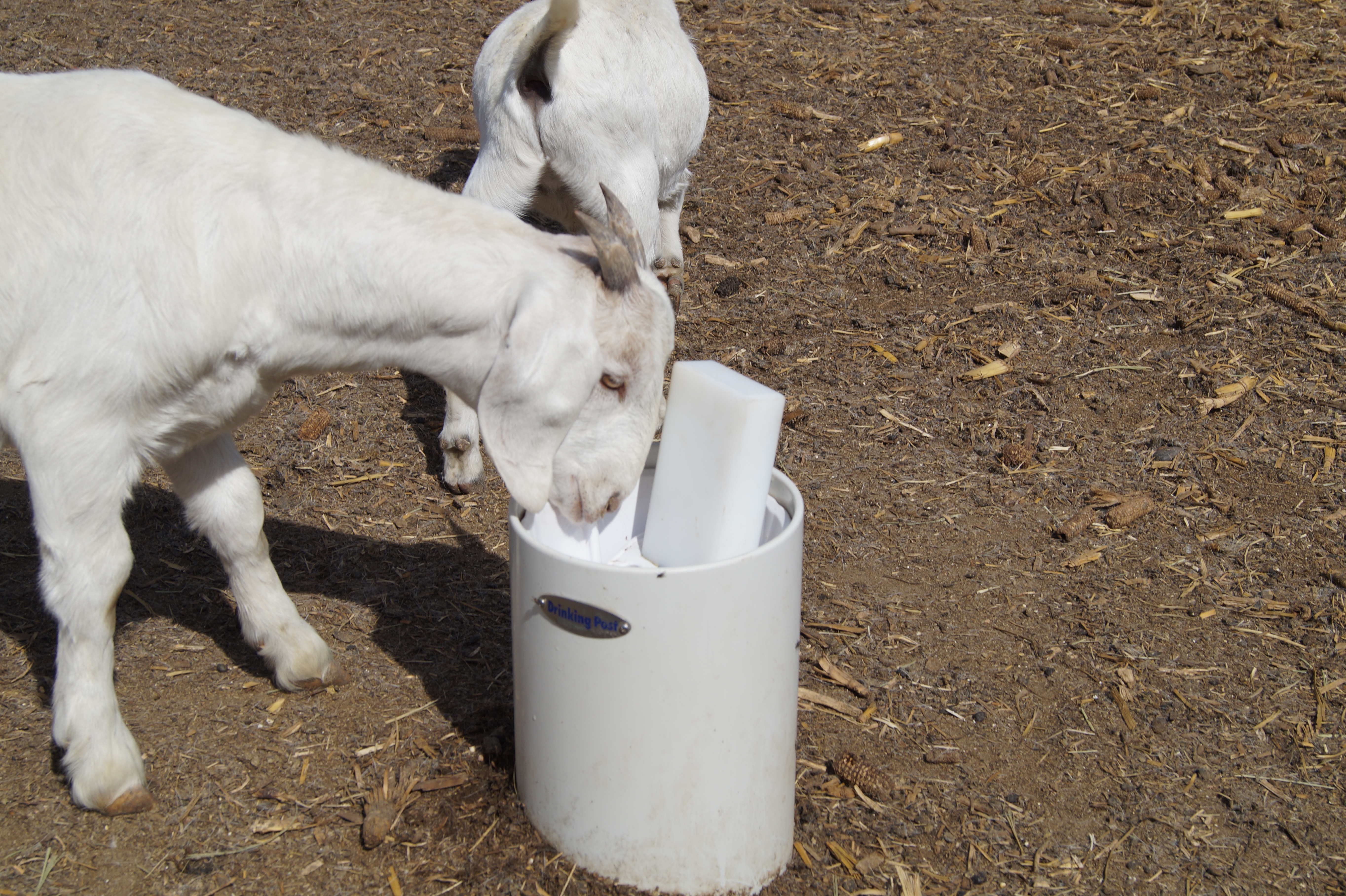 Goat using Drinking Post